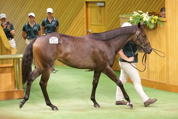 Curraghmore filly red-Hot in the sales ring