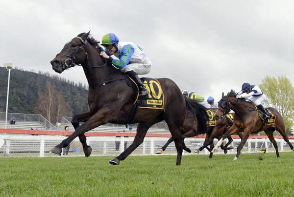 Wexford Stable Thrives with Talented 3YOs