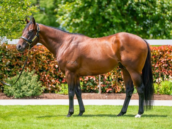 Stallion confidence reflected in Karaka draft