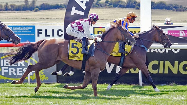 Damask Rose Poised to Shine in NZB Kiwi