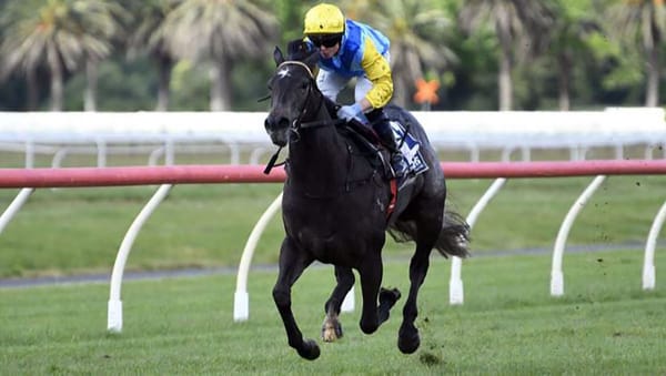 Hankee Alpha Representing Locals in NZB Kiwi