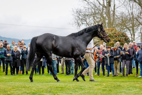 2024 NZ Stallion Coverings