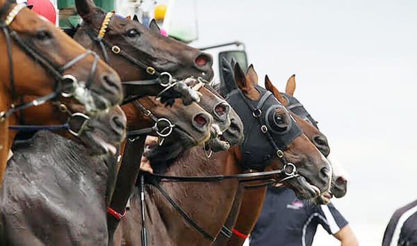 NZTR Announces Boost to Jumps Racing Stakes