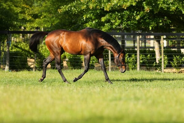 Little Avondale announce Per Incanto fee