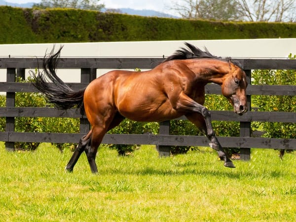 Cambridge Stud announce 2025 stallion fees