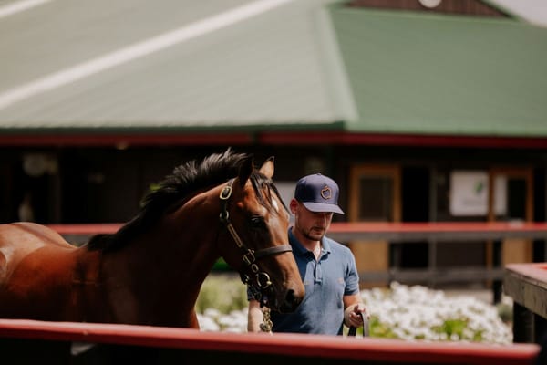 NZB National Yearling Sale to Debut New Format