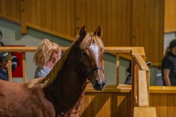 Waikato Stud Highlight Boost to Weanling Sale