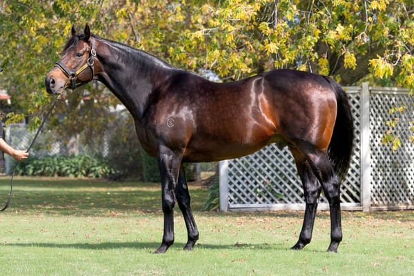 Tarzino Heads Westbury Stud Roster in 2025