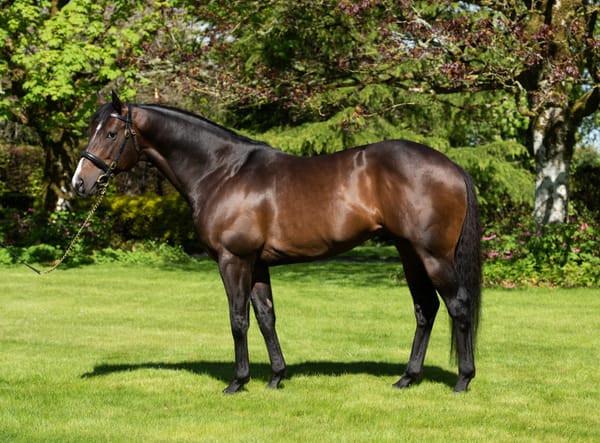 The Oaks Stud Announces 2025 Stallion Line-Up