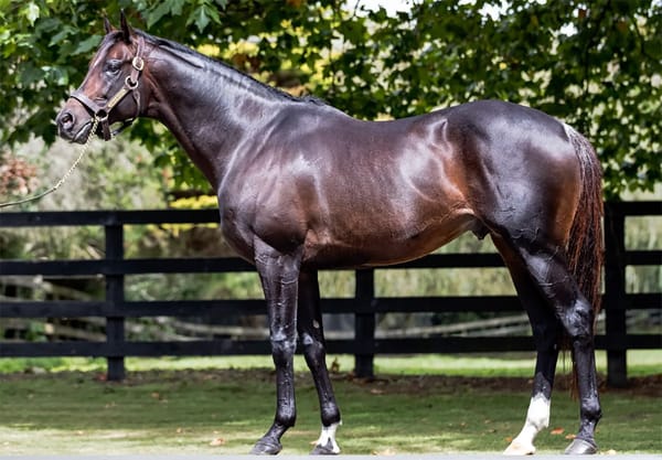 Highview Stud announce 2025 service fees