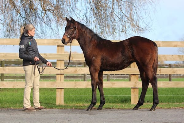 Waikato’s Weanling Draft Showcases Stallion Stars