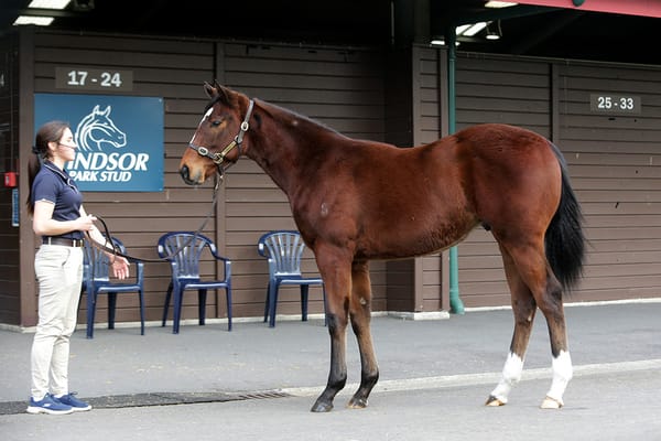 Profondo makes impact with first weanlings