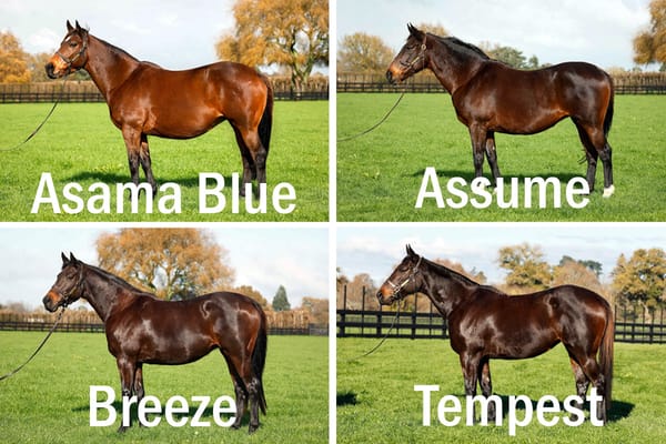 High-flying Pencarrow Stud offers well-bred mares in Online Breeding Stock Sale