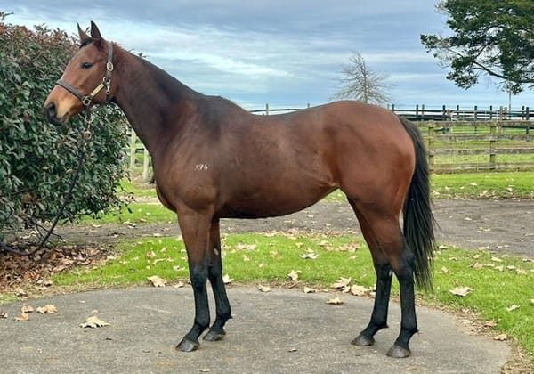 Istataba adds international flavour to National Online Breeding Stock Sale