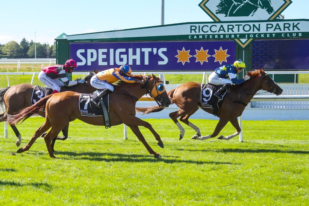 Riverton visitor stars in Hororata Gold Cup | NZ Racing News